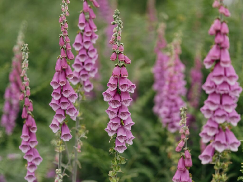 Annie Spratt Ydbadt3a 9U Unsplash 1024x768