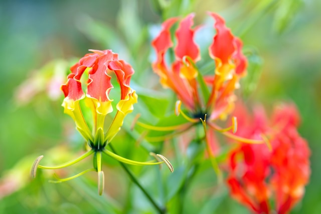 David Clode KTZKZmYVhAo Unsplash