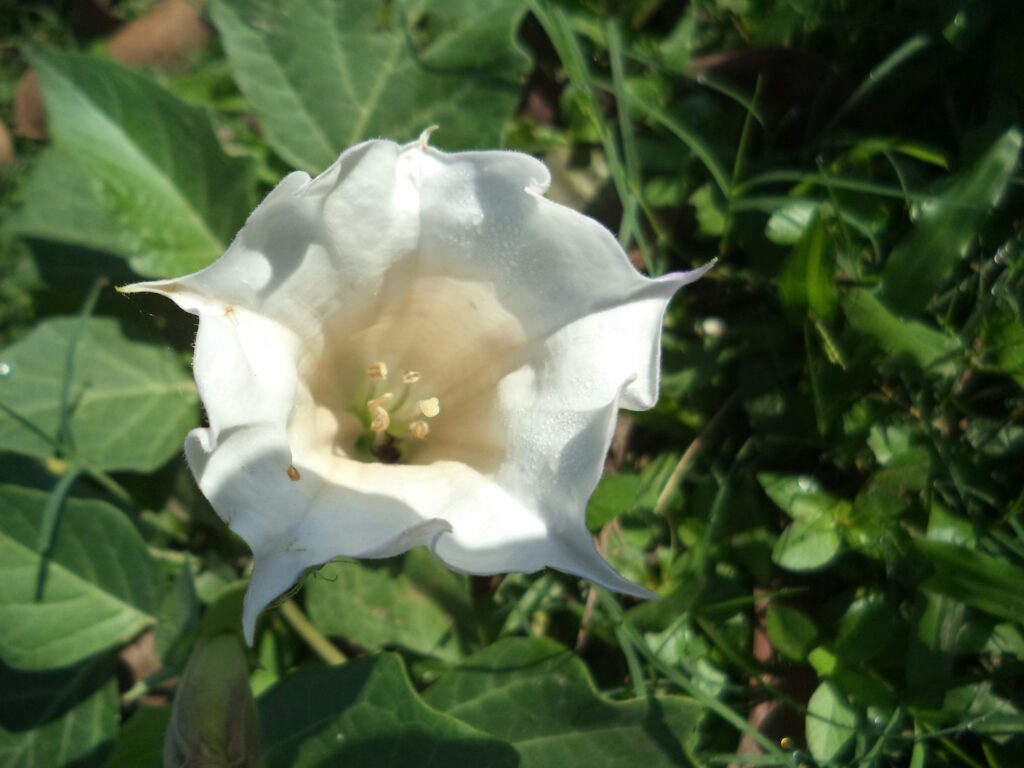 Manash Kumar Mondal IIMUWBqRuOI Unsplash 1024x768